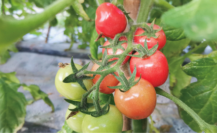 Cherry Tomato