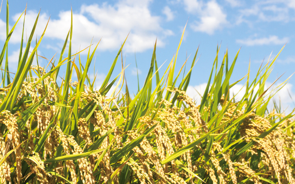 Organic Rice