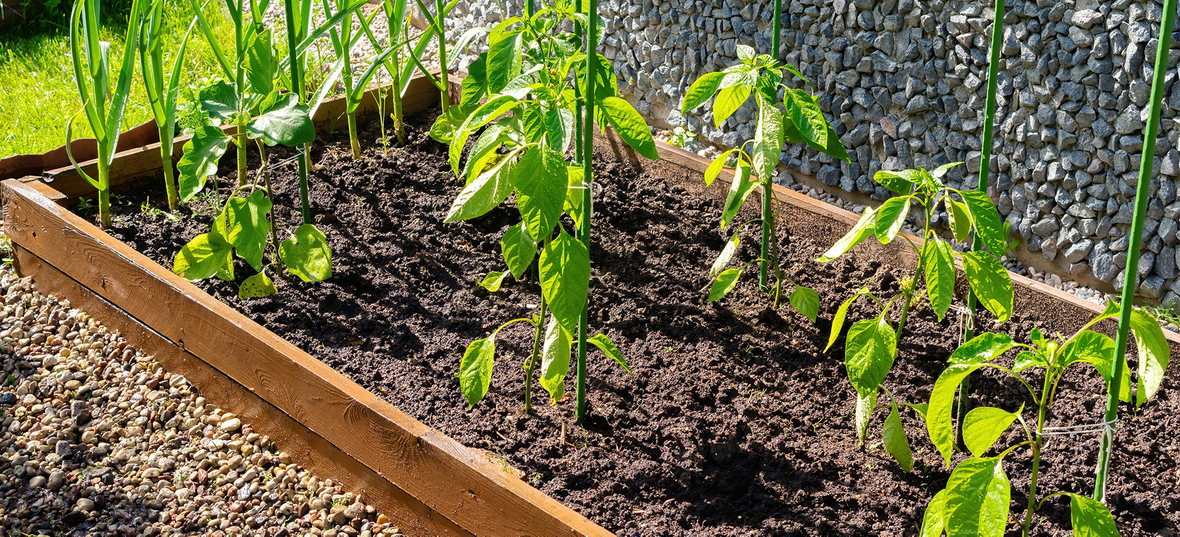 One Square Meter Vegetable Garden